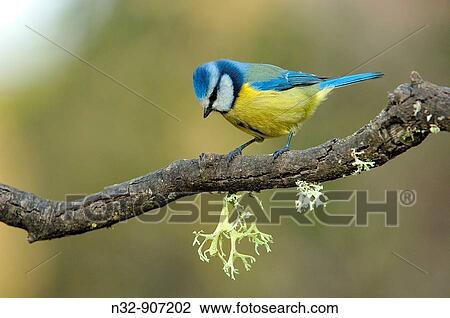 Blue Tit (Parus caeruleus). Andujar, Jaen province, Andalusia, Spain View Large Photo Image Stock Image - Blue Tit (Parus caeruleus). Andujar, Jaen province, Andalusia, Spain. Fotosearch