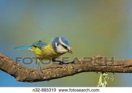 Blue Tit (Parus caeruleus). Andujar, Jaen province, Andalusia, Spain View Large Photo Image Stock Photo - Blue Tit (Parus caeruleus). Andujar, Jaen province, Andalusia, Spain. Fotosearch