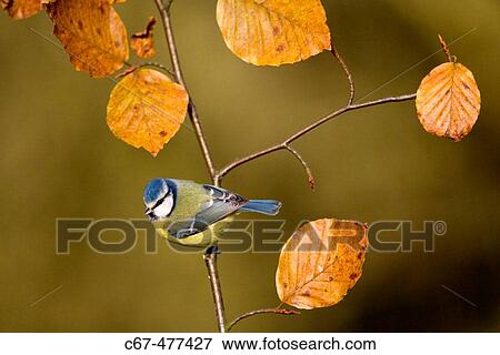 Blue Tit (Parus caeruleus), autumn View Large Photo Image Stock Photo - Blue Tit (Parus caeruleus), autumn. Fotosearch