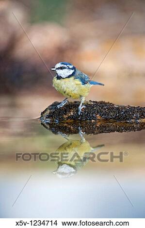 Picture - Blue Tit (Parus caeruleus) drinking. Fotosearch
