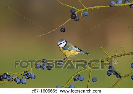 Blue tit Parus Caeruleus on blackthorn berries View Large Photo Image Stock Photography - Blue tit Parus Caeruleus on blackthorn berries. Fotosearch