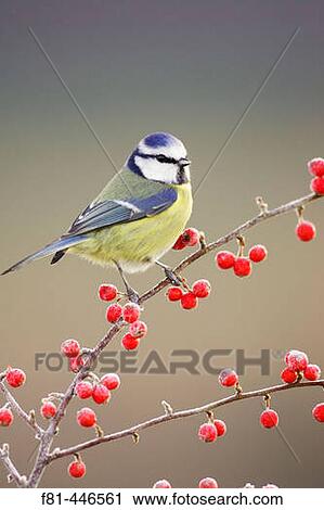 Blue Tit (Parus caeruleus) perched on red cotoneaster berries in frost. Scotland. View Large Photo Image Stock Image - Blue Tit (Parus caeruleus) perched on red cotoneaster berries in frost. Scotland.. Fotosearch