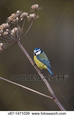 Blue Tit Parus caeruleus perched on paisley stem View Large Photo Image Stock Photo - Blue Tit Parus caeruleus perched on paisley stem. Fotosearch
