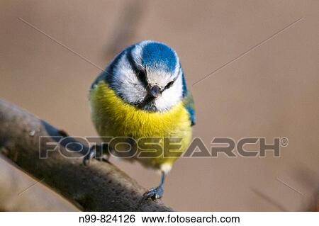 Blue tit (Parus caeruleus), sitting on a branch, Franconian Switzerland, Bavaria, Germany View Large Photo Image Stock Photograph - Blue tit (Parus caeruleus), sitting on a branch, Franconian Switzerland, Bavaria, Germany. Fotosearch
