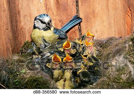 Blue Tit (Parus caeruleus) View Large Photo Image Stock Image - Blue Tit (Parus caeruleus). Fotosearch