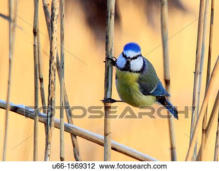 Blue Tit Parus caeruleus Trosa Sweden. View Large Photo Image Stock Image - Blue Tit Parus caeruleus Trosa Sweden.. Fotosearch