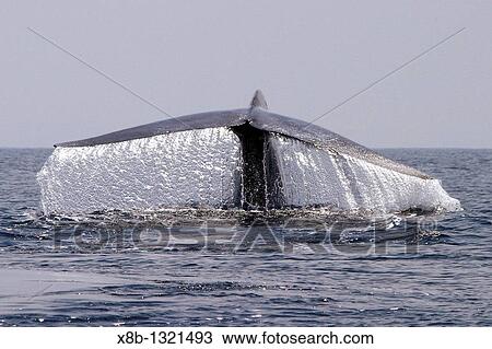Blue Whale Balaenoptera musculus fluke-up dive in the offshore waters of Santa Monica Bay, California, USA View Large Photo Image Stock Image - Blue Whale Balaenoptera musculus fluke-up dive in the offshore waters of Santa Monica Bay, California, USA. Fotosearch