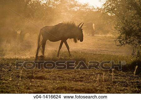 Blue wildebees (Connochaetes taurinus taurinus) in the sunset, Botswana, Africa View Large Photo Image Picture - Blue wildebees (Connochaetes taurinus taurinus) in the sunset, Botswana, Africa. Fotosearch