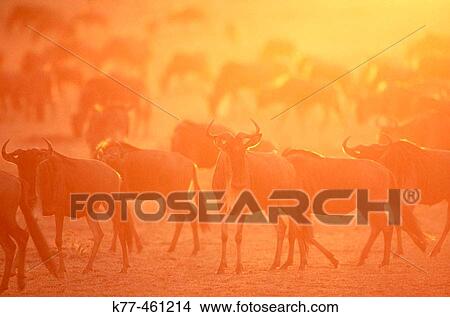 Blue Wildebeest (Connochaetes taurinus), migration, sunrise. Masai Mara Game Reserve. Kenya View Large Photo Image Picture - Blue Wildebeest (Connochaetes taurinus), migration, sunrise. Masai Mara Game Reserve. Kenya. Fotosearch