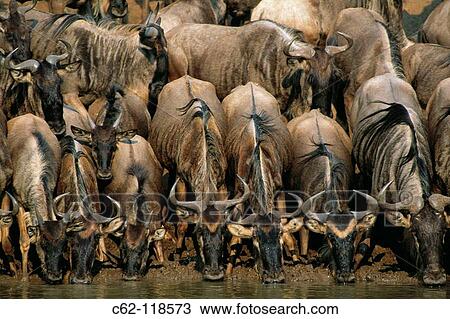 Blue Wildebeest (Connochaetes taurinus). Masai Mara Natural Reserve, Kenya View Large Photo Image Stock Image - Blue Wildebeest (Connochaetes taurinus). Masai Mara Natural Reserve, Kenya. Fotosearch