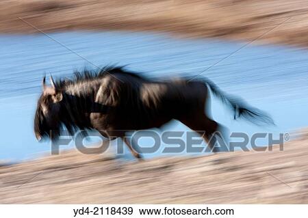 Blue wildebeest (Connochaetes taurinus), Etosha National Park, Namibia. View Large Photo Image Stock Photo - Blue wildebeest (Connochaetes taurinus), Etosha National Park, Namibia.. Fotosearch