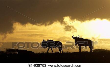 Blue wildebeest Connochaetes taurinus two silhouetted at sunset Serengeti, Tanzania January 2006 View Large Photo Image Stock Image - Blue wildebeest Connochaetes taurinus two silhouetted at sunset Serengeti, Tanzania January 2006. Fotosearch