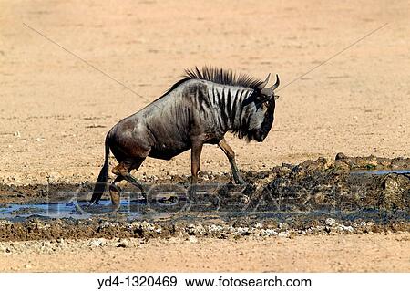 Blue wildebeest Connochaetes taurinus, in the waterhole, Kgalagadi Transfrontier Park, Kalahari deserrt, South Africa View Large Photo Image Stock Photo - Blue wildebeest Connochaetes taurinus, in the waterhole, Kgalagadi Transfrontier Park, Kalahari deserrt, South Africa. Fotosearch