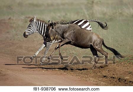 Blue wildebeest Connochaetes taurinus and Burchell's Zebra Equus quagga burchellii running Serengeti, Tanzania January 2006 View Large Photo Image Stock Photograph - Blue wildebeest Connochaetes taurinus and Burchell's Zebra Equus quagga burchellii running Serengeti, Tanzania January 2006. Fotosearch