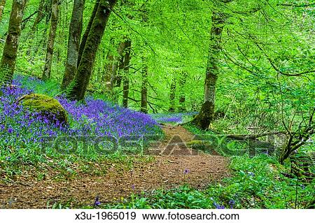 Bluebells in Barton Wood, Exmoor near Rockford, Devon, England. View Large Photo Image Stock Photo - Bluebells in Barton Wood, Exmoor near Rockford, Devon, England.. Fotosearch