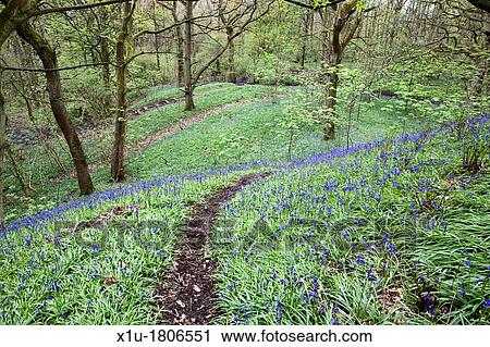 Bluebells in Middleton Woods near Ilkley West Yorkshire England View Large Photo Image Stock Image - Bluebells in Middleton Woods near Ilkley West Yorkshire England. Fotosearch