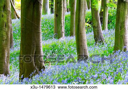 Bluebells in Prior's Wood, Portbury, North Somerset, England, United Kingdom View Large Photo Image Stock Image - Bluebells in Prior's Wood, Portbury, North Somerset, England, United Kingdom. Fotosearch