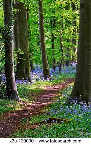 Bluebells in Standish Wood in the Cotswolds near Stroud, Gloucestershire, England, United Kingdom View Large Photo Image Stock Image - Bluebells in Standish Wood in the Cotswolds near Stroud, Gloucestershire, England, United Kingdom. Fotosearch
