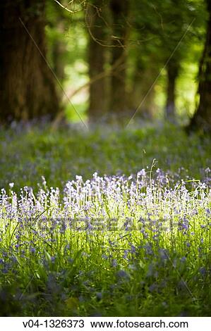 Bluebells in the forest of Muckross House, County Kerry, Ireland, Europe View Large Photo Image Stock Image - Bluebells in the forest of Muckross House, County Kerry, Ireland, Europe. Fotosearch