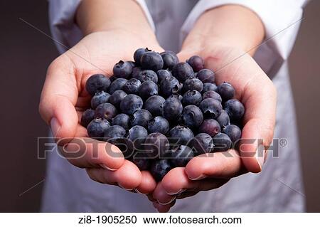 Stock Image - Blueberries-Vaccinium corymbosum. Fotosearch