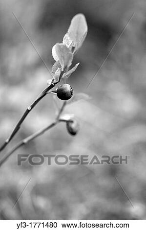 Blueberries, Vaccinium myrtillus, Alps, France View Large Photo Image Stock Image - Blueberries, Vaccinium myrtillus, Alps, France. Fotosearch