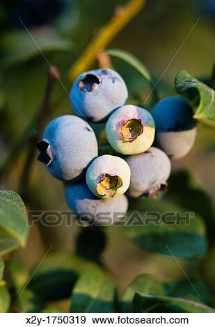 Blueberry bush, New Jersey, USA View Large Photo Image Stock Photo - Blueberry bush, New Jersey, USA. Fotosearch