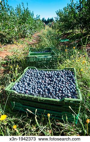 Blueberry bushes and harvest in Temuco Chile. View Large Photo Image Stock Image - Blueberry bushes and harvest in Temuco Chile.. Fotosearch