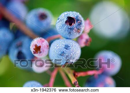 Blueberry bushes and harvest in Temuco Chile. View Large Photo Image Stock Photograph - Blueberry bushes and harvest in Temuco Chile.. Fotosearch