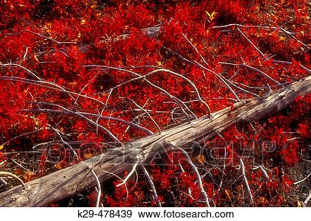 Blueberry leaves in autumn with fallen dead spruce tree. Walden, Ontario, Canada View Large Photo Image Stock Photo - Blueberry leaves in autumn with fallen dead spruce tree. Walden, Ontario, Canada. Fotosearch