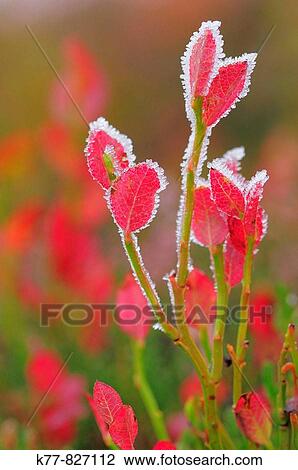 Blueberry/Bilberry (Vaccinium myrtillus), autumn leaves with hoarfrost. Niederhorn, Switzerland. View Large Photo Image Stock Image - Blueberry/Bilberry (Vaccinium myrtillus), autumn leaves with hoarfrost. Niederhorn, Switzerland.. Fotosearch