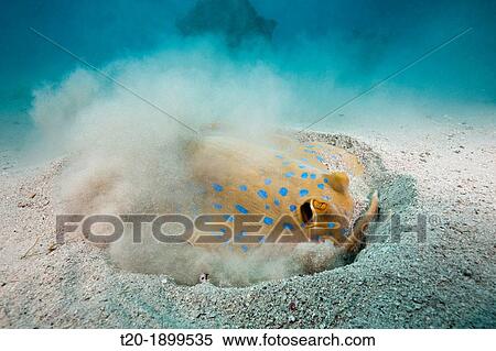 Stock Photography - Bluespotted Ribbontail Ray searching for Prey, Taeniura lymma, Marsa Alam, Red Sea, Egypt. Fotosearch
