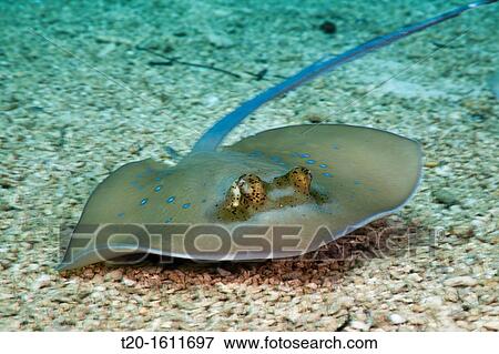 Bluespotted Stingray, Dasyatis kuhlii, Cenderawasih Bay, West Papua, Indonesia View Large Photo Image Stock Photo - Bluespotted Stingray, Dasyatis kuhlii, Cenderawasih Bay, West Papua, Indonesia. Fotosearch