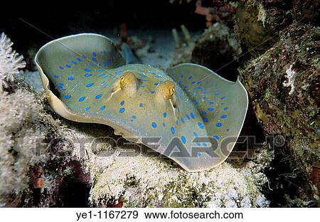 Bluespotted Stingray (Taeniura lymma) on sandy ocean floor, Red Sea, Egypt. View Large Photo Image Stock Photo - Bluespotted Stingray (Taeniura lymma) on sandy ocean floor, Red Sea, Egypt.. Fotosearch