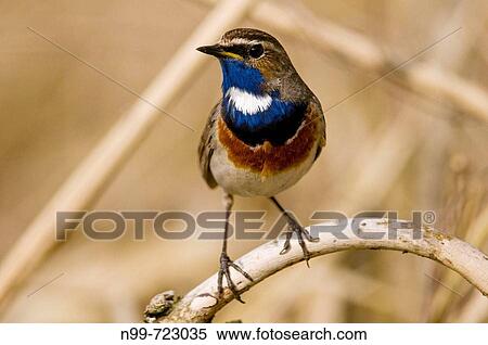Bluethroat (Luscinia (Cyanosylvia) svecica), male sitting on a dry branch, Regnitz valley, Franconia, Bavaria View Large Photo Image Stock Photography - Bluethroat (Luscinia (Cyanosylvia) svecica), male sitting on a dry branch, Regnitz valley, Franconia, Bavaria. Fotosearch