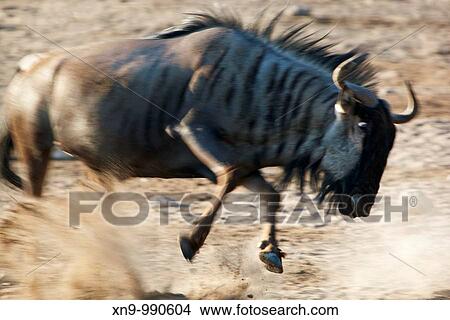 Bluewildebeest Connochaetes taurinus, Etosha National Park, Namibia View Large Photo Image Picture - Bluewildebeest Connochaetes taurinus, Etosha National Park, Namibia. Fotosearch