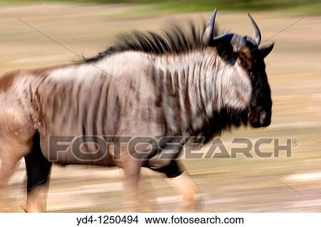 Bluewildebeest Connochaetes taurinus, Etosha National Park, Namibia View Large Photo Image Picture - Bluewildebeest Connochaetes taurinus, Etosha National Park, Namibia. Fotosearch