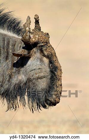 Bluewildebeest Connochaetes taurinus, Mata Mata, Kgalagadi Transfrontier Park, Kalahari desert, South Africa View Large Photo Image Picture - Bluewildebeest Connochaetes taurinus, Mata Mata, Kgalagadi Transfrontier Park, Kalahari desert, South Africa. Fotosearch