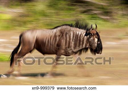 Bluewildebeest Connochaetes taurinus, walking, Etosha National Park, Namibia, Africa View Large Photo Image Stock Photo - Bluewildebeest Connochaetes taurinus, walking, Etosha National Park, Namibia, Africa. Fotosearch