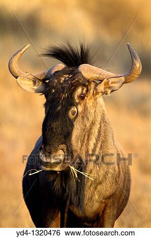 Bluewildebeest Connochaetes taurinus, eating, Mata Mata, Kgalagadi Transfrontier Park, Kalahari desert, South Africa View Large Photo Image Stock Photograph - Bluewildebeest Connochaetes taurinus, eating, Mata Mata, Kgalagadi Transfrontier Park, Kalahari desert, South Africa. Fotosearch