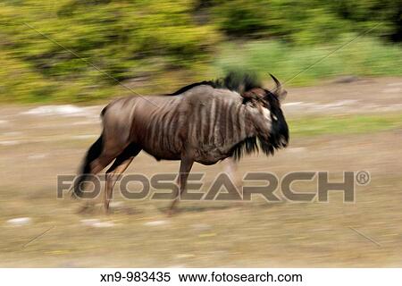 Stock Photography - Bluewildebeest Connochaetes taurinus, Etosha National Park, Namibia. Fotosearch