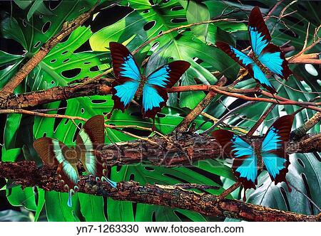 Bluewinged Papilio Ulysses and Greenwinged Papilio blumei butterflies in rainforest View Large Photo Image Stock Image - Bluewinged Papilio Ulysses and Greenwinged Papilio blumei butterflies in rainforest. Fotosearch
