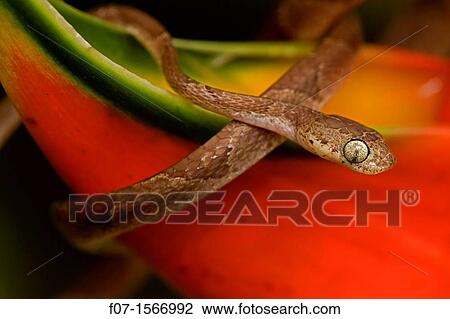 Blunthead Tree Snake Imantodes cenchoa - Costa Rica - arboreal - tropical rainforest View Large Photo Image Stock Image - Blunthead Tree Snake Imantodes cenchoa - Costa Rica - arboreal - tropical rainforest. Fotosearch