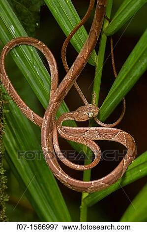 Blunthead Tree Snake Imantodes cenchoa - Costa Rica - arboreal - tropical rainforest View Large Photo Image Stock Photo - Blunthead Tree Snake Imantodes cenchoa - Costa Rica - arboreal - tropical rainforest. Fotosearch