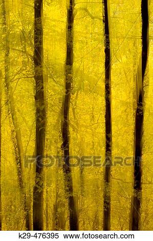 Blurred autumn forest trees. Great Smoky Mountains NP, TN, USA View Large Photo Image Stock Photography - Blurred autumn forest trees. Great Smoky Mountains NP, TN, USA. Fotosearch