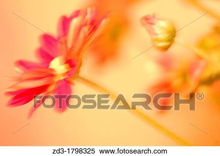 Blurred image of a flower View Large Photo Image Stock Photography - Blurred image of a flower. Fotosearch