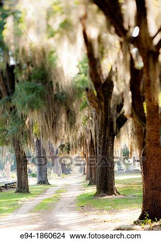 Blurry and abstract Live Oak trees with Spanish Moss in a cemetery in Selma, Alabama View Large Photo Image Picture - Blurry and abstract Live Oak trees with Spanish Moss in a cemetery in Selma, Alabama. Fotosearch