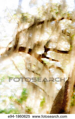 Blurry and abstract Live Oak trees with Spanish Moss in a cemetery in Selma, Alabama View Large Photo Image Stock Photography - Blurry and abstract Live Oak trees with Spanish Moss in a cemetery in Selma, Alabama. Fotosearch