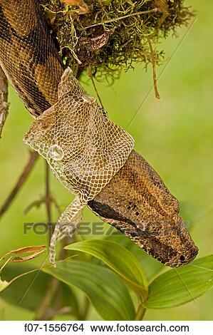 Boa constrictor (Boa constrictor) - Costa Rica- Tropical rainforest - Guanacaste National Park - shedding skin View Large Photo Image Picture - Boa constrictor (Boa constrictor) - Costa Rica- Tropical rainforest - Guanacaste National Park - shedding skin. Fotosearch