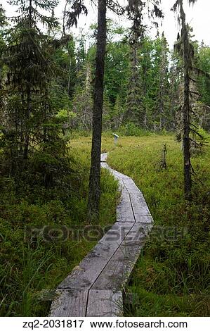 Stock Photo - Boarded hiking trail through bog section of Raspberry Island, Isle Royale National Park, Michigan, United States of America.. Fotosearch