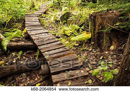 boardwalk in the forest near Whistler, BC, Canada. View Large Photo Image Picture - boardwalk in the forest near Whistler, BC, Canada.. Fotosearch